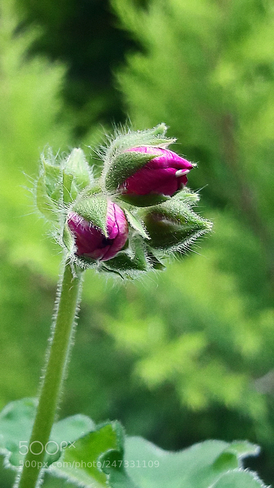 Samsung Galaxy A5(2016) sample photo. Flower photography