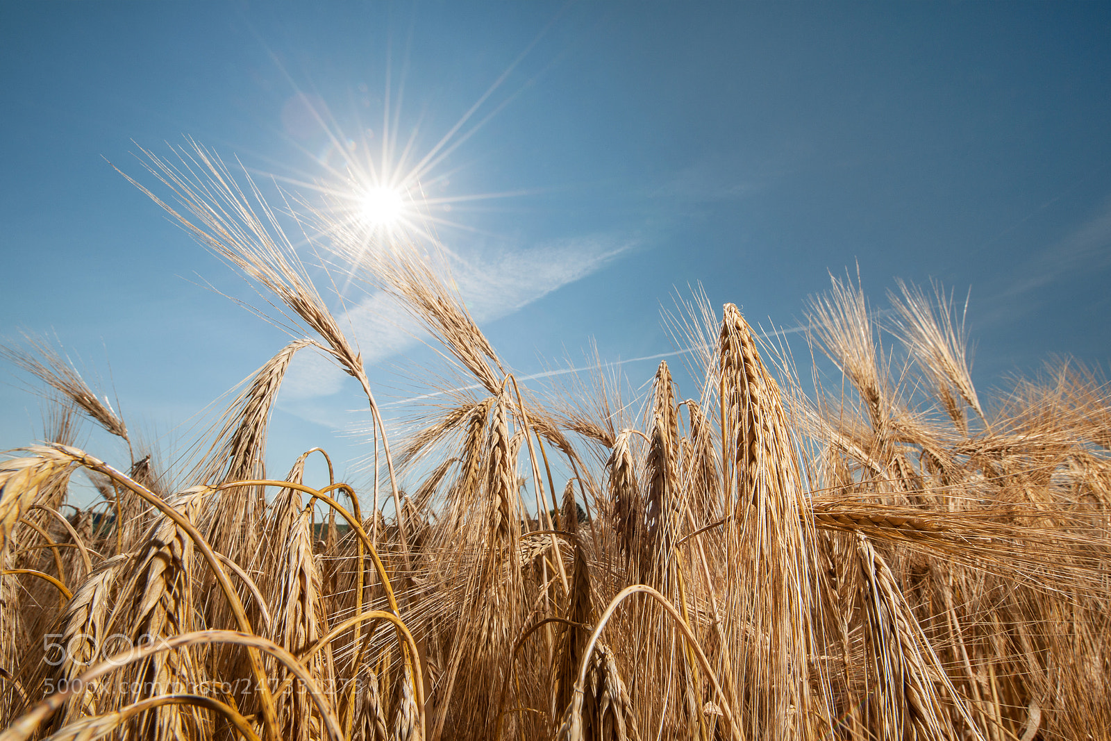 Nikon D3X sample photo. Grain in the sun photography