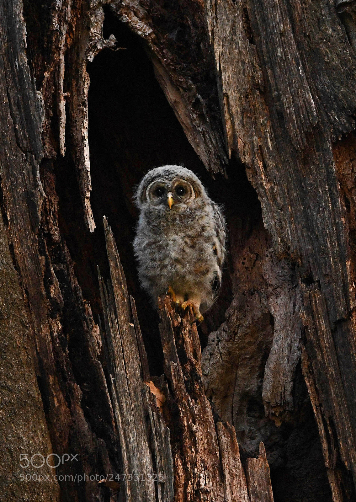 Nikon D500 sample photo. Barred owlet photography