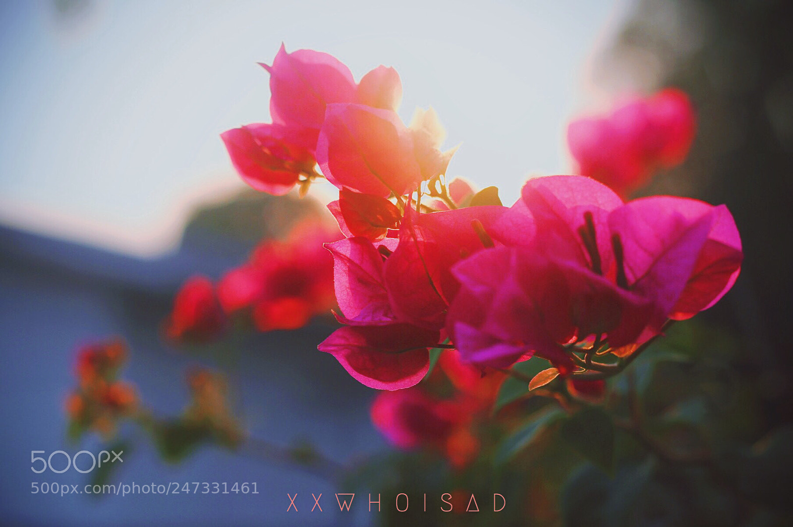 Canon EOS 60D sample photo. P!nk photography