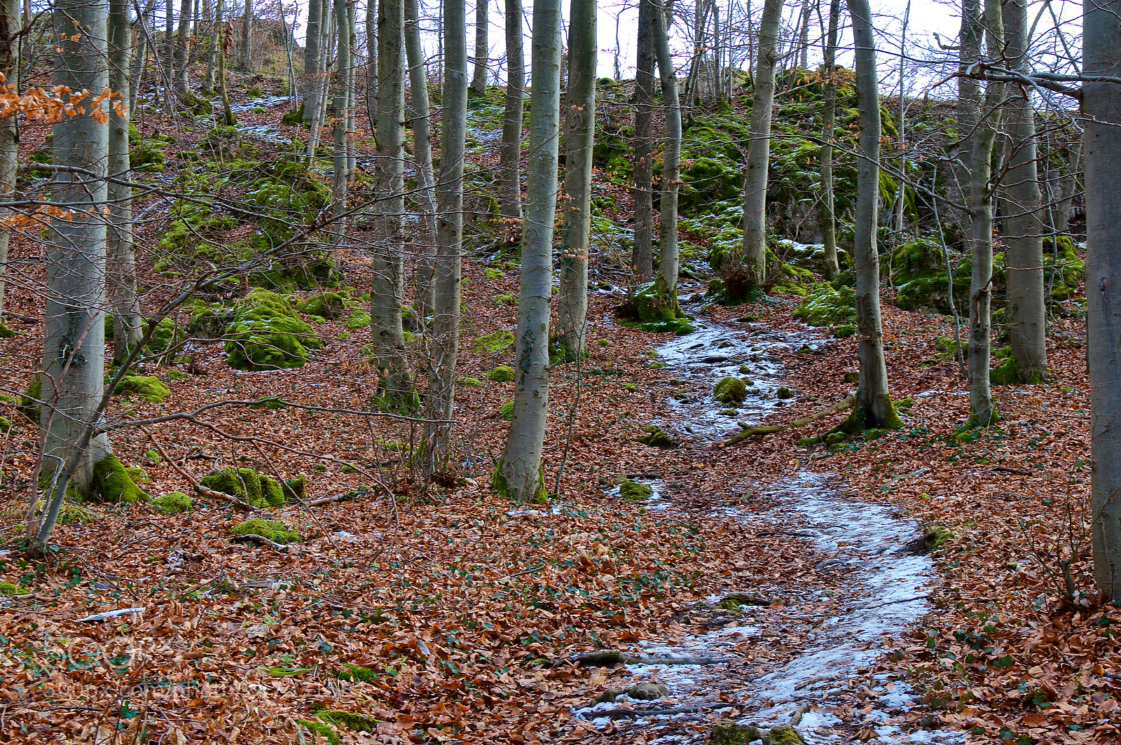 Pentax K-3 II sample photo. Winter path photography