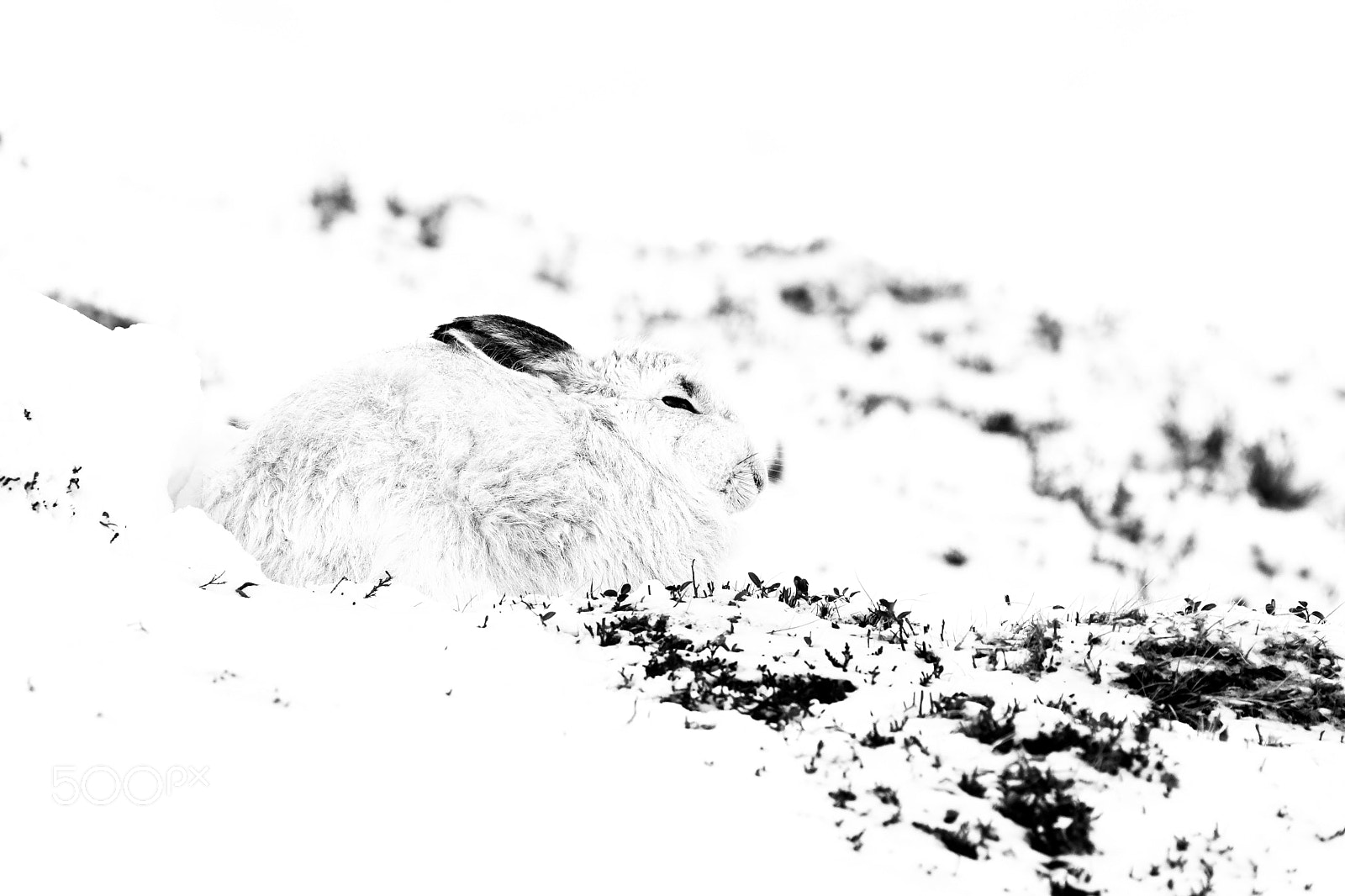 Nikon D500 sample photo. Untitled photography