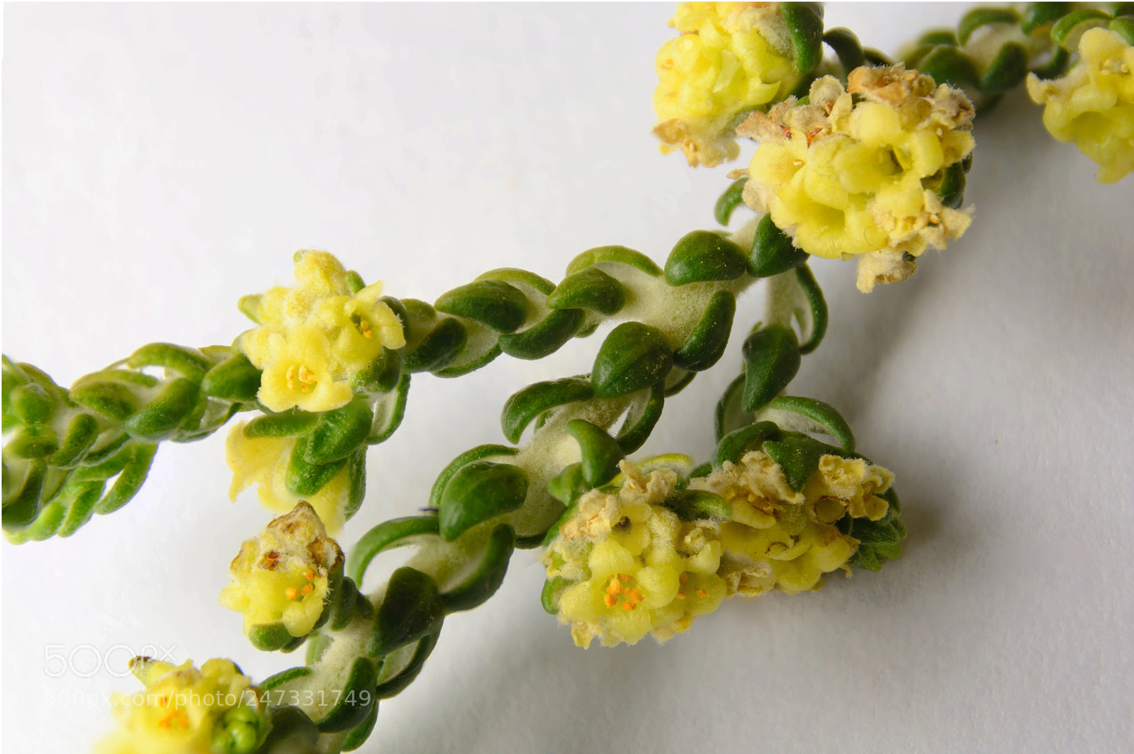 Nikon D7100 sample photo. Yellow green photography