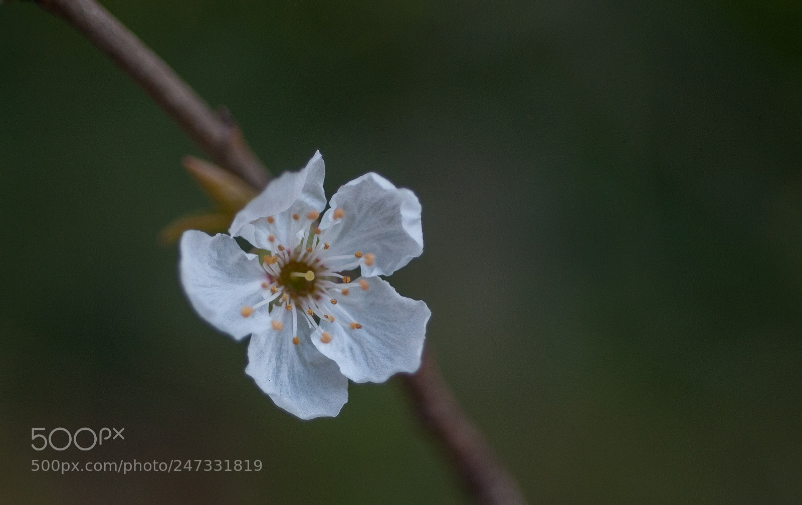 Nikon D300 sample photo. Bourgeon photography