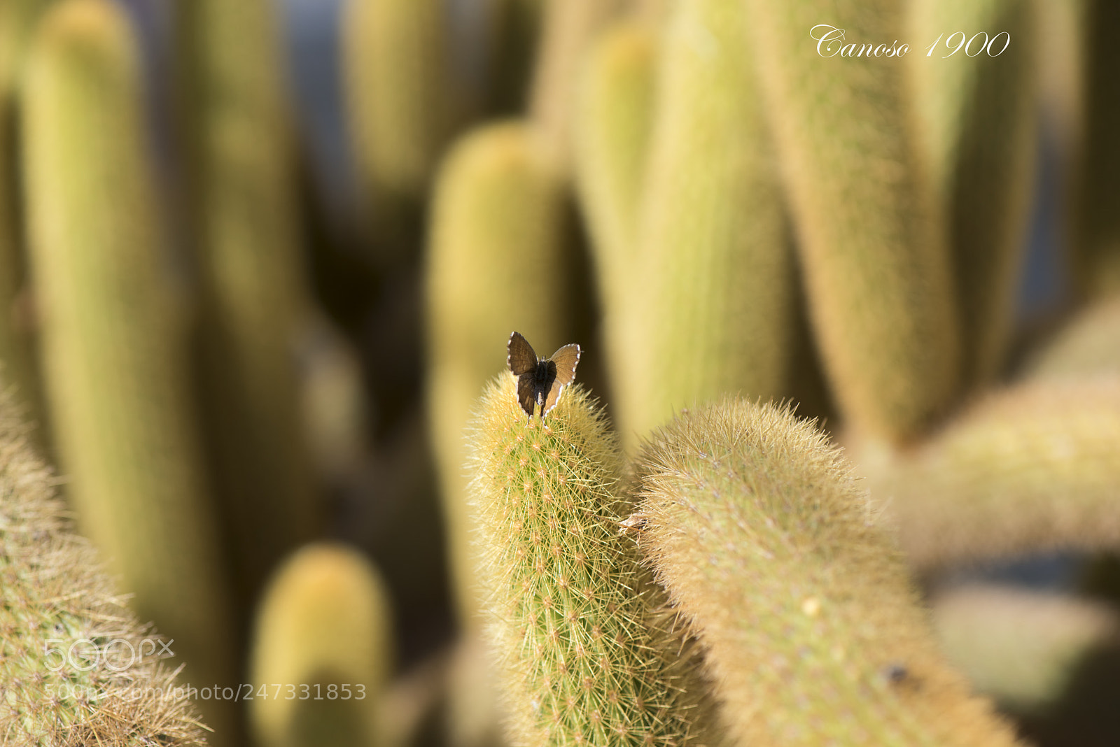 Nikon D810 sample photo. Entre espinas photography