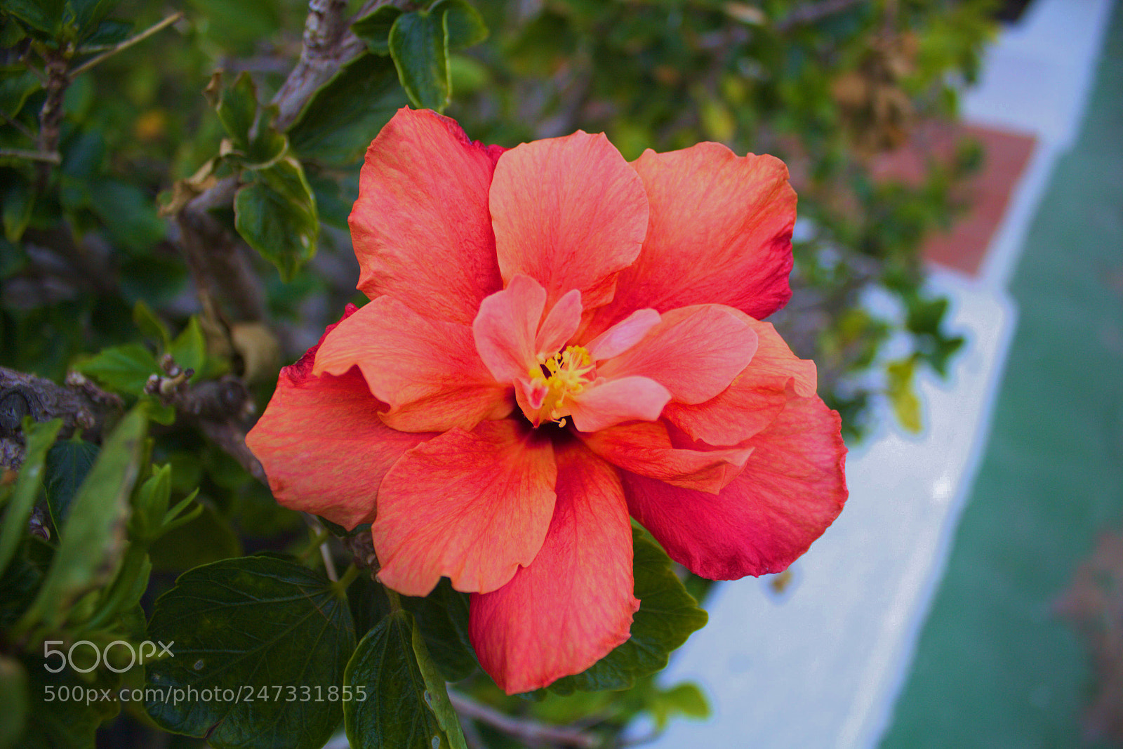 Canon EF-S 18-55mm F3.5-5.6 III sample photo. Hibiskus makro in lanzarote photography
