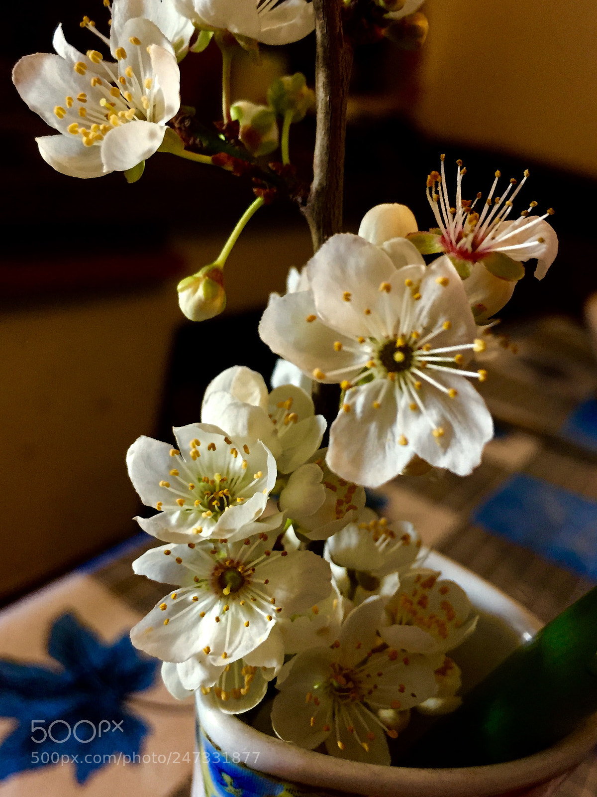 Apple iPhone 6 sample photo. Untitled photography
