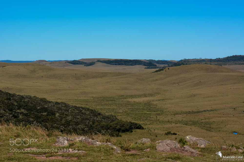 Nikon D7100 sample photo. Fragments of nature - 14 photography