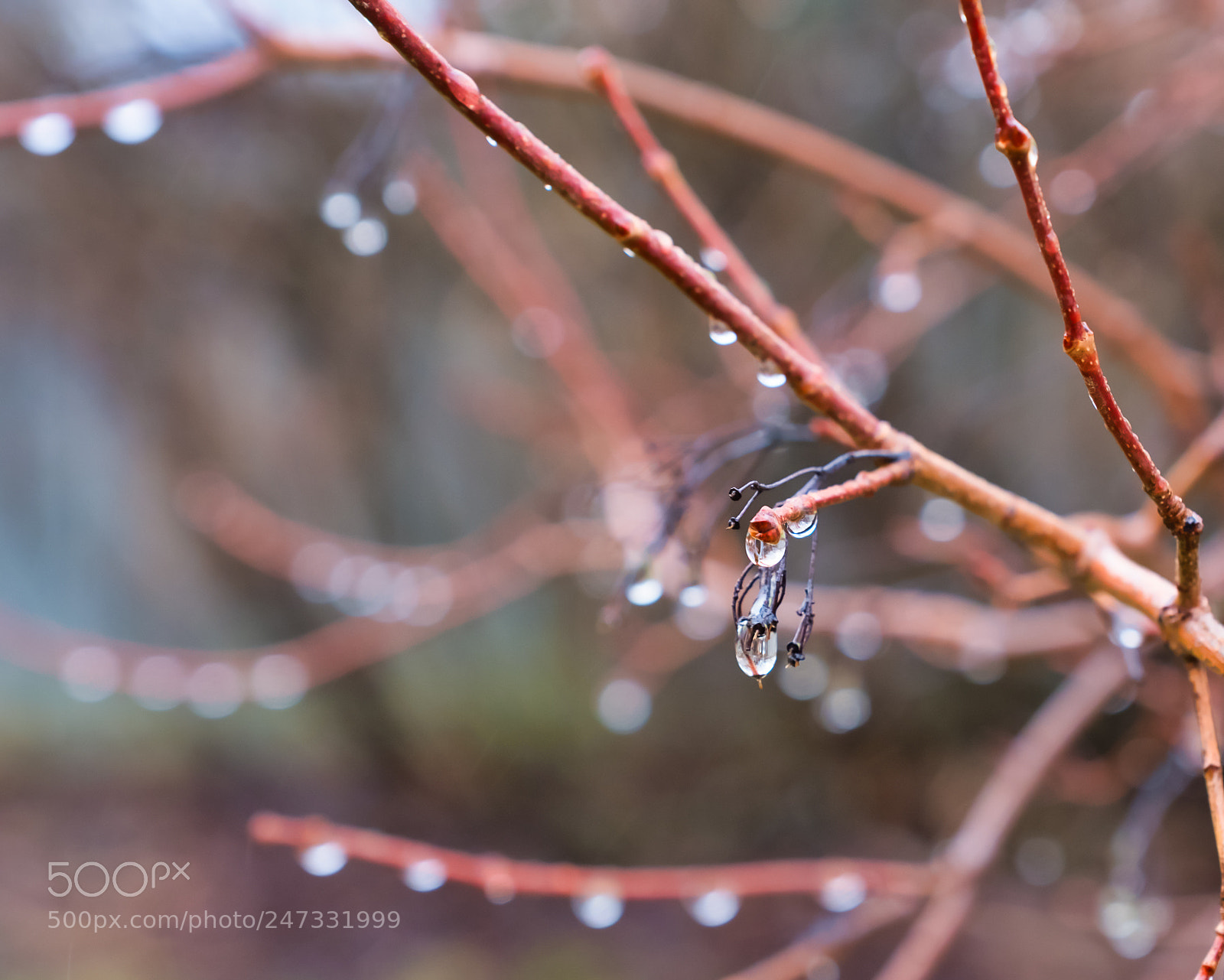 Fujifilm X-T2 sample photo. Raindrops in february photography
