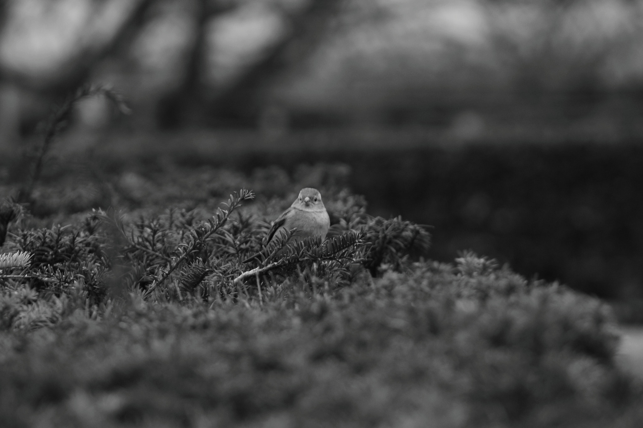 EF75-300mm f/4-5.6 sample photo. Vogel schwarz weiss der einem anguckt photography