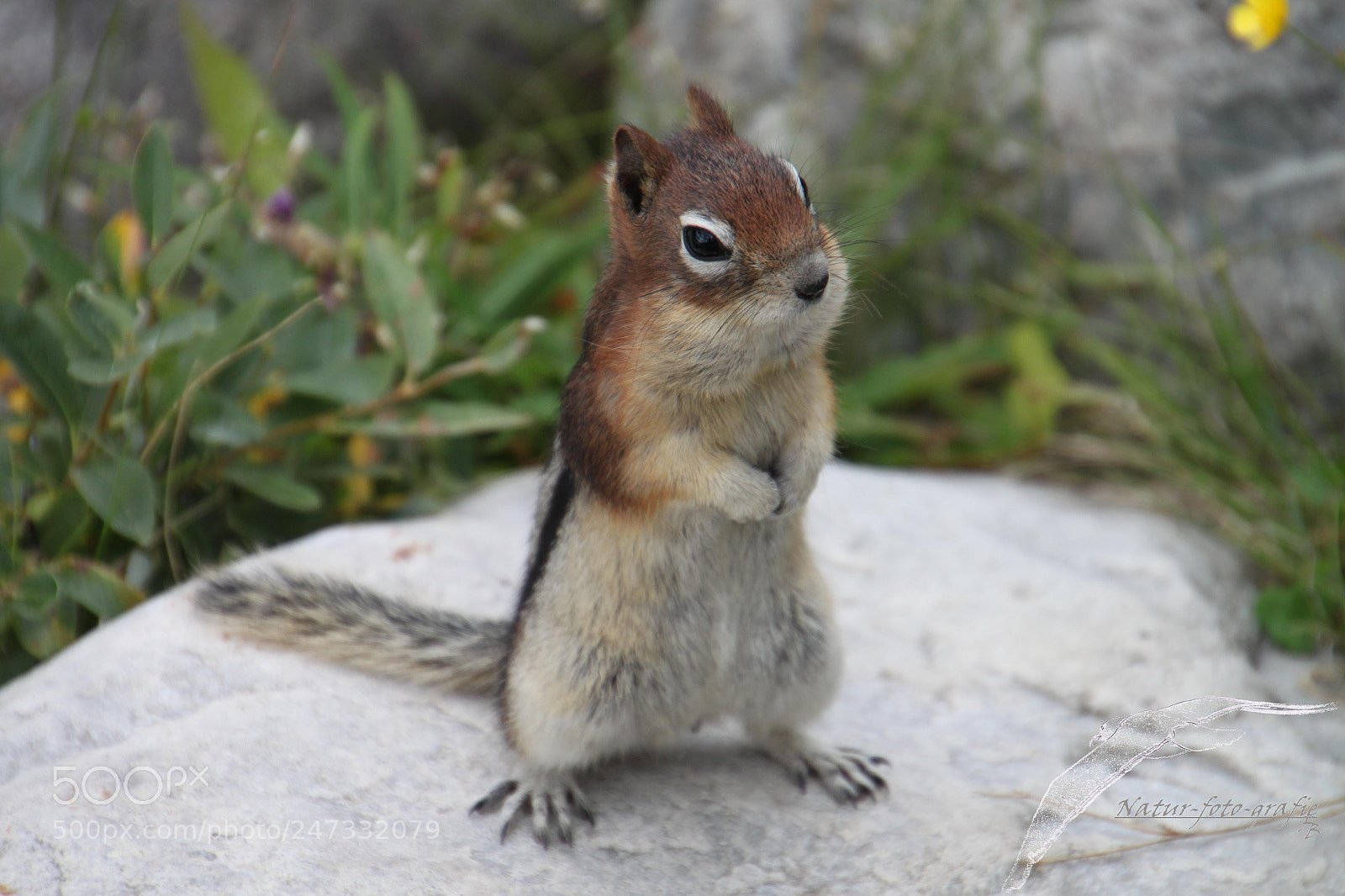 Canon EOS 500D (EOS Rebel T1i / EOS Kiss X3) sample photo. Chipmunk photography
