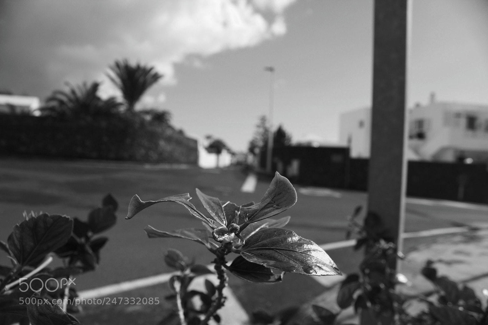 Canon EF-S 18-55mm F3.5-5.6 III sample photo. Makro aufnahme mit strasse photography