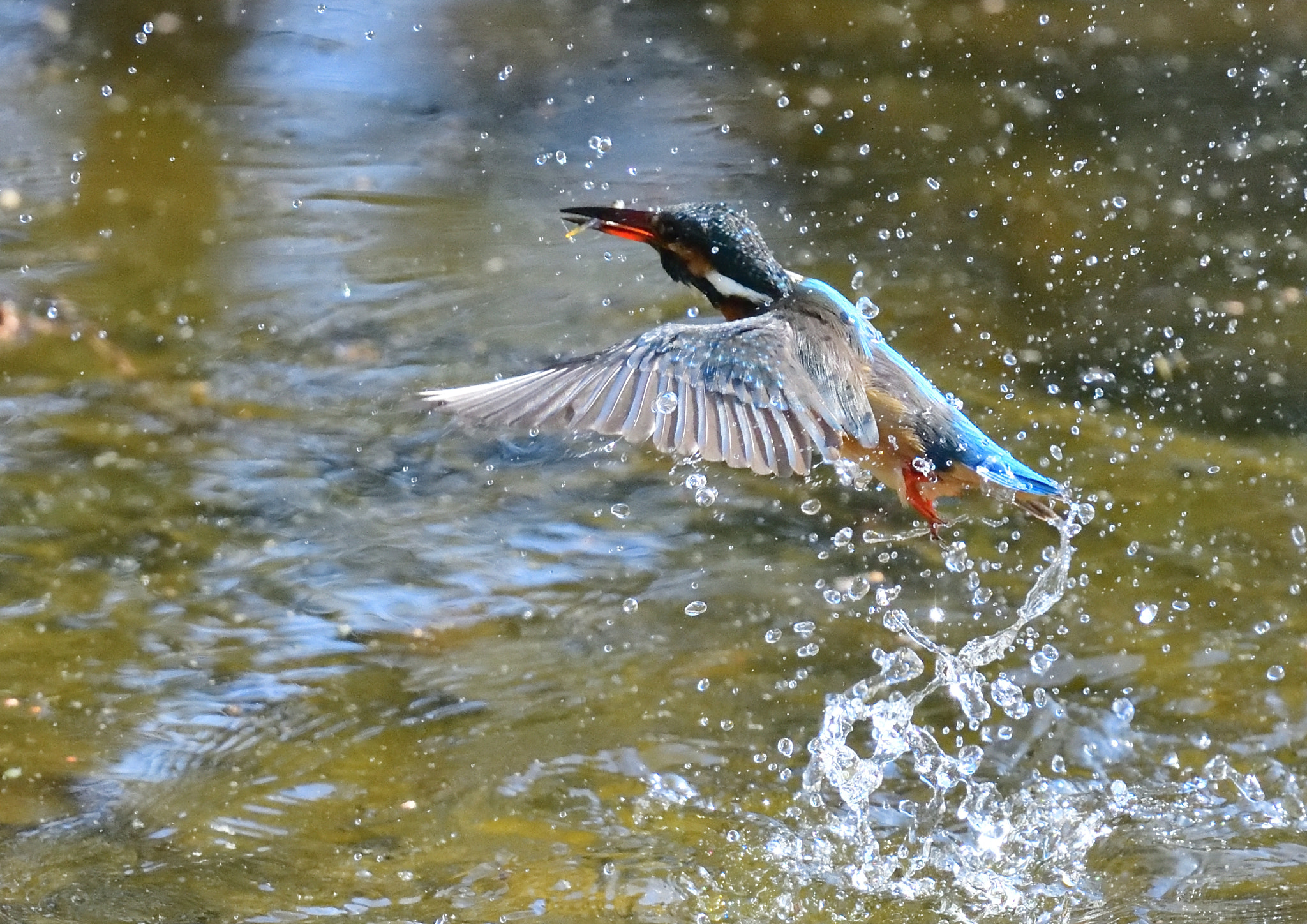 Nikon Nikkor AF-S 300mm F4E PF ED VR sample photo. Kingfisher 翡翠 photography