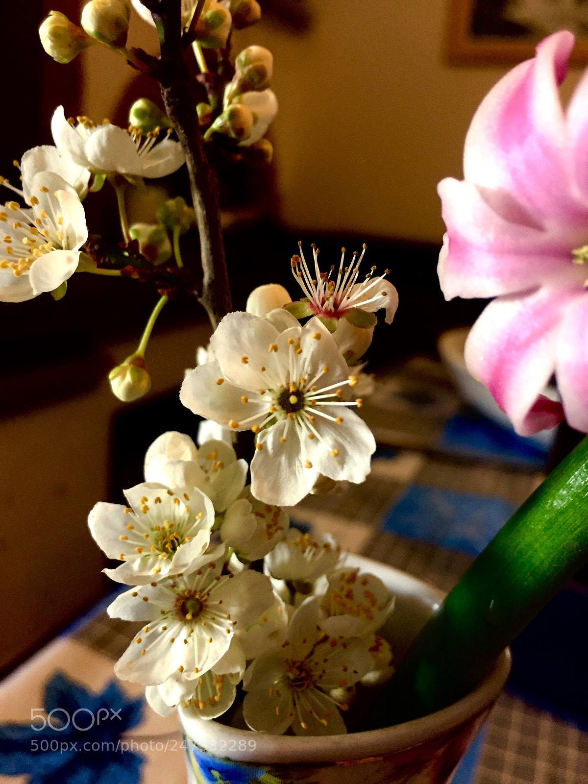 Apple iPhone 6 sample photo. Untitled photography