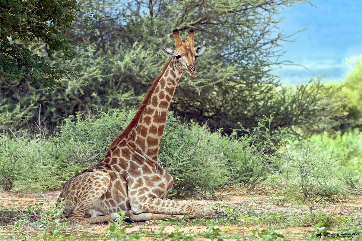 Nikon D5 sample photo. Giraffa photography