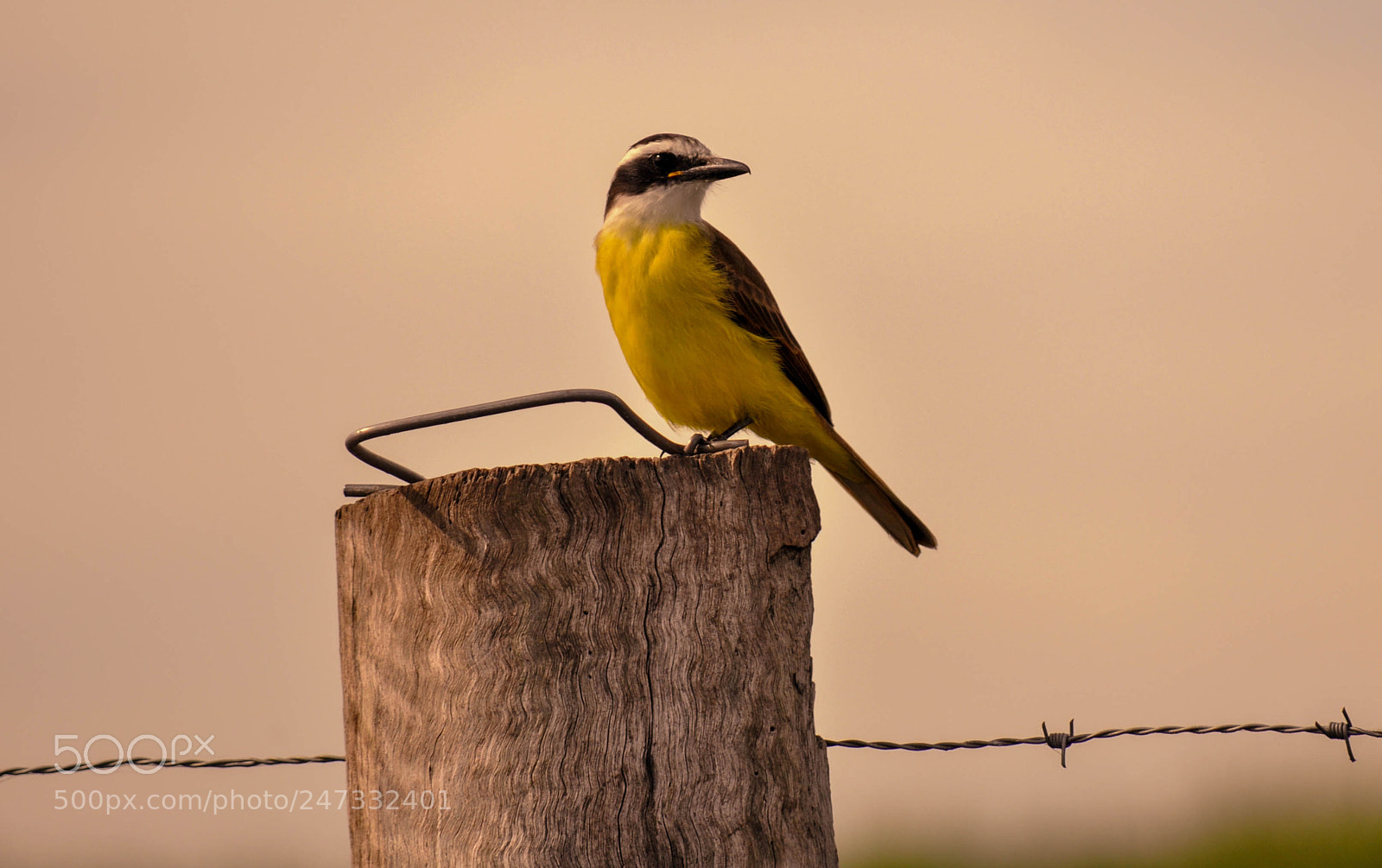 Nikon D5000 sample photo. Bem-te-vi (pitangus sulphuratus) photography