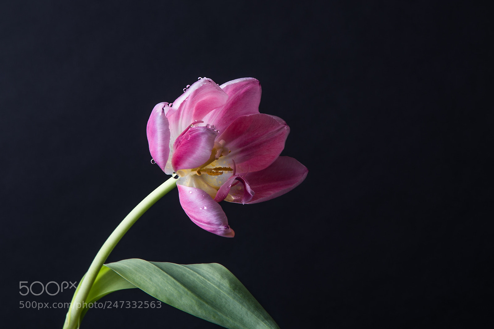 Nikon D610 sample photo. Flower photography