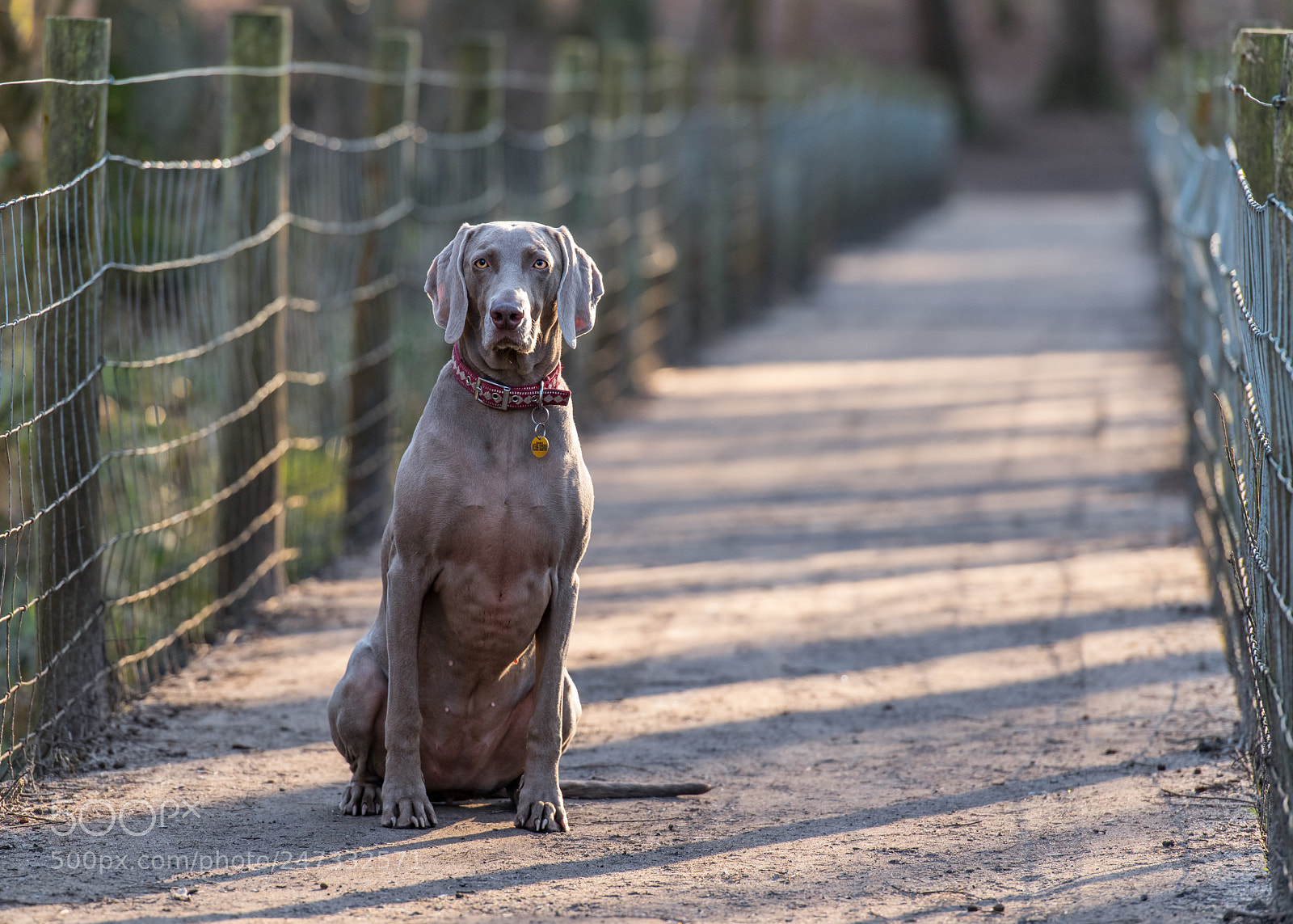 Nikon D850 sample photo. Wait at the bridge! photography