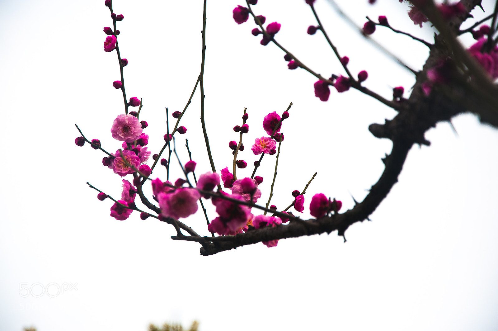Nikon D90 sample photo. Untitled photography