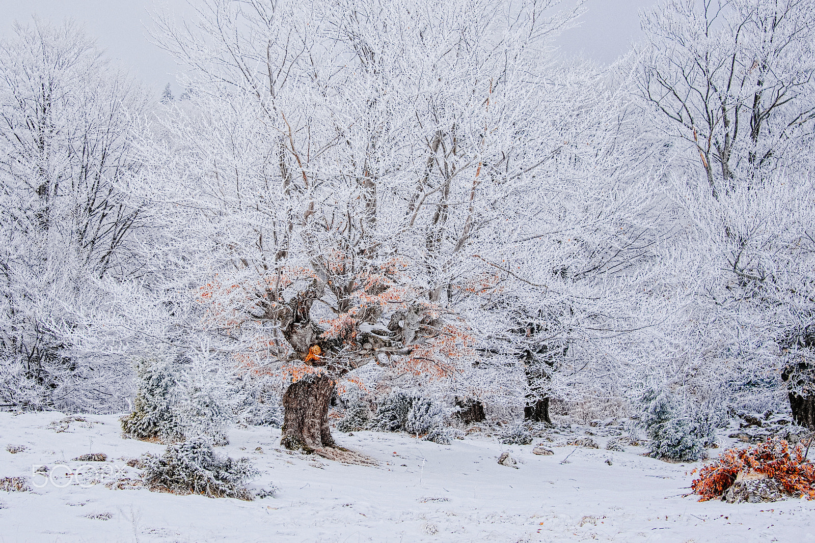 Panasonic Lumix DMC-GH2 sample photo. Carpathian forest photography
