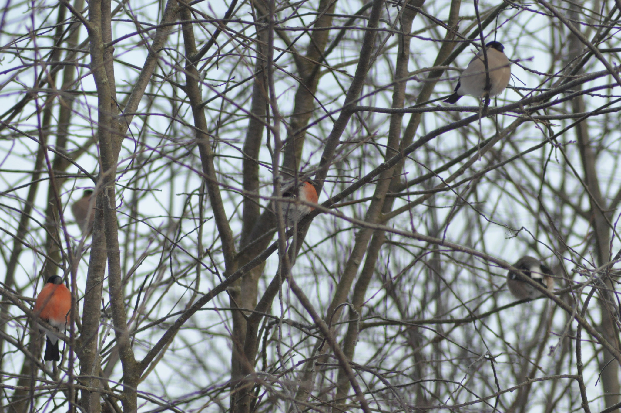 Nikon D90 + Nikon AF Nikkor 70-300mm F4-5.6G sample photo. Bullfinches photography