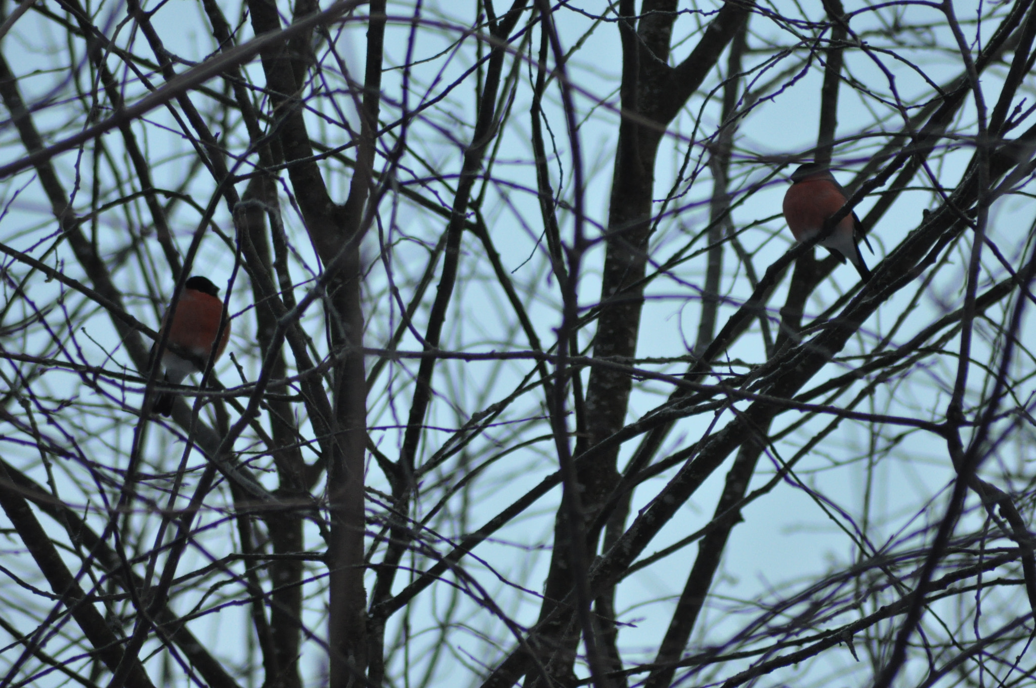 Nikon D90 + Nikon AF Nikkor 70-300mm F4-5.6G sample photo. Bullfinches photography