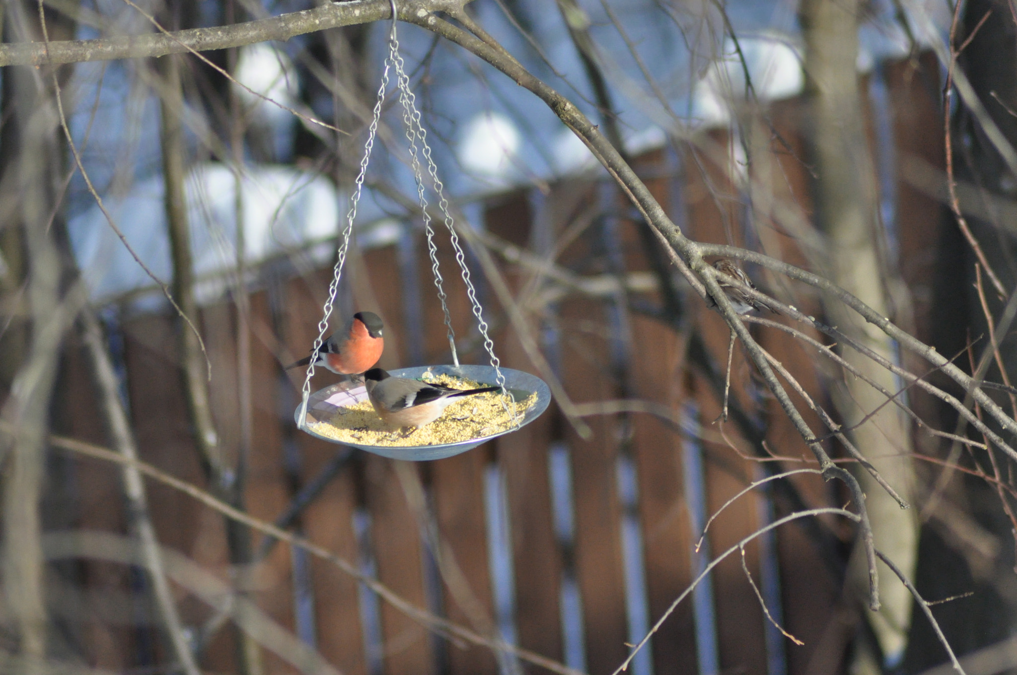 Nikon D90 + Nikon AF Nikkor 70-300mm F4-5.6G sample photo. Bullfinches photography