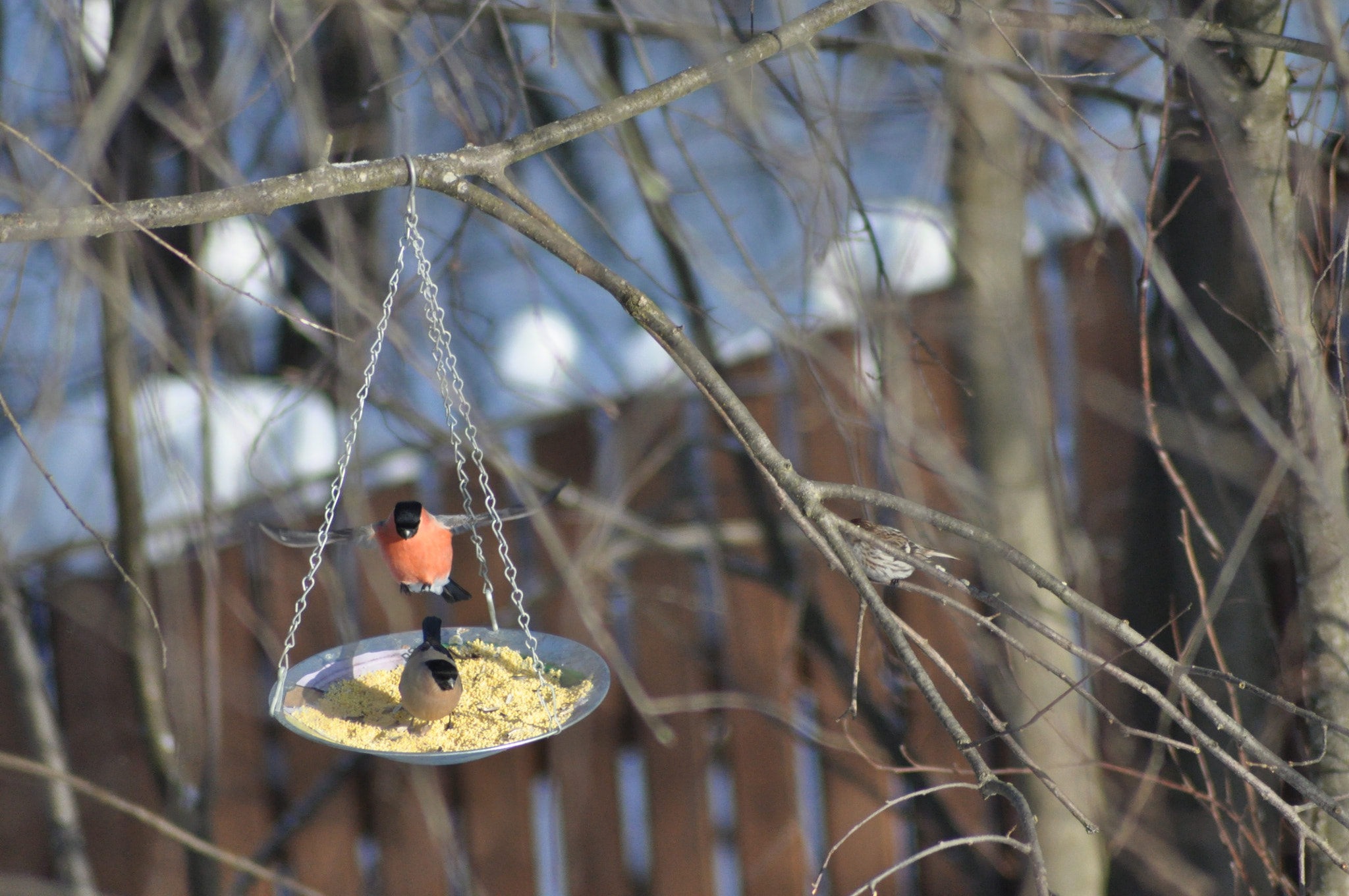 Nikon D90 + Nikon AF Nikkor 70-300mm F4-5.6G sample photo. Bullfinches photography