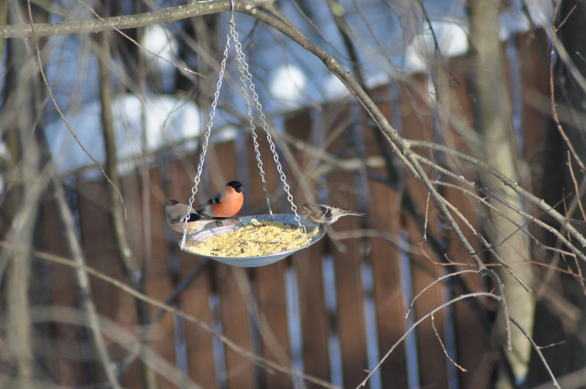 Nikon D90 + Nikon AF Nikkor 70-300mm F4-5.6G sample photo. Bullfinches photography