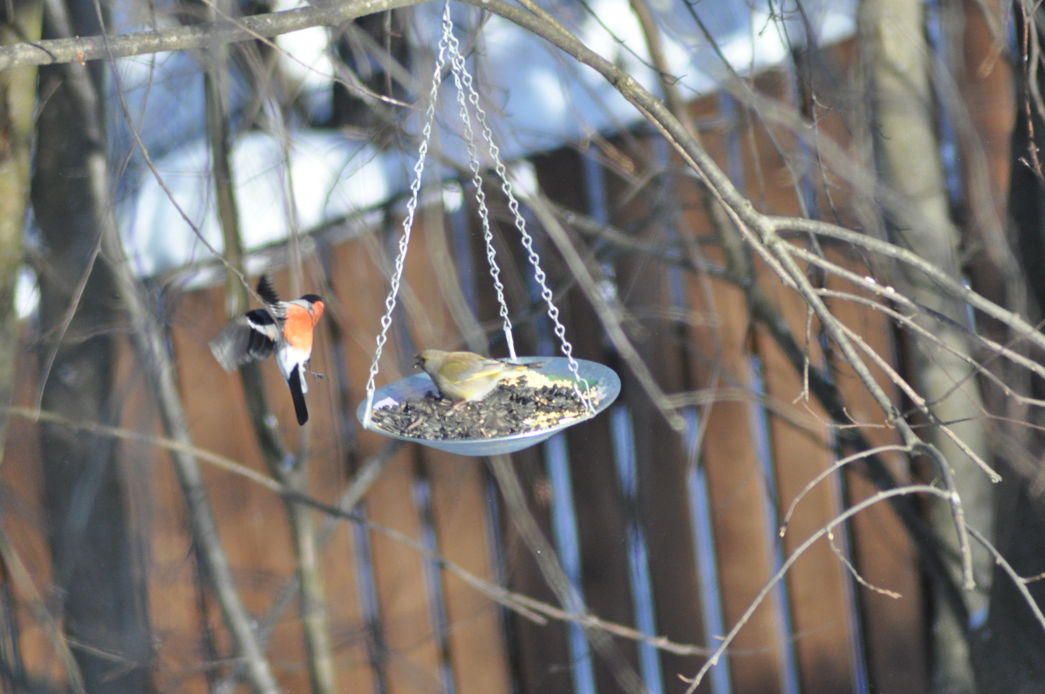 Nikon D90 + Nikon AF Nikkor 70-300mm F4-5.6G sample photo. Bullfinches photography