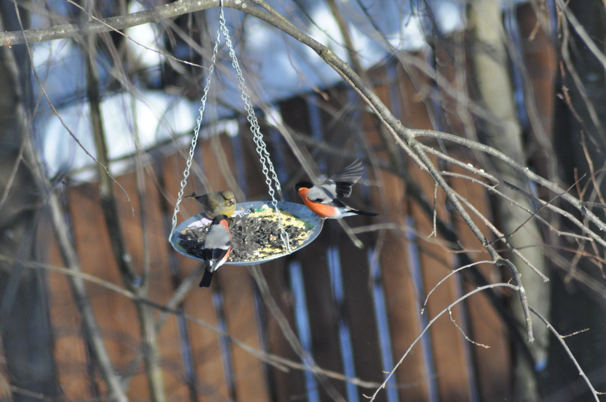 Nikon AF Nikkor 70-300mm F4-5.6G sample photo. Bullfinches photography