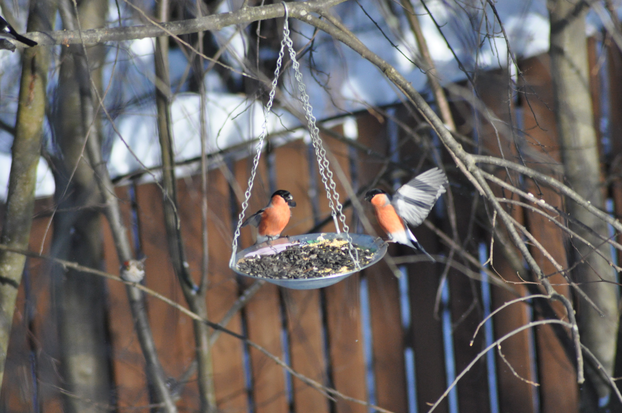 Nikon D90 + Nikon AF Nikkor 70-300mm F4-5.6G sample photo. Bullfinches photography