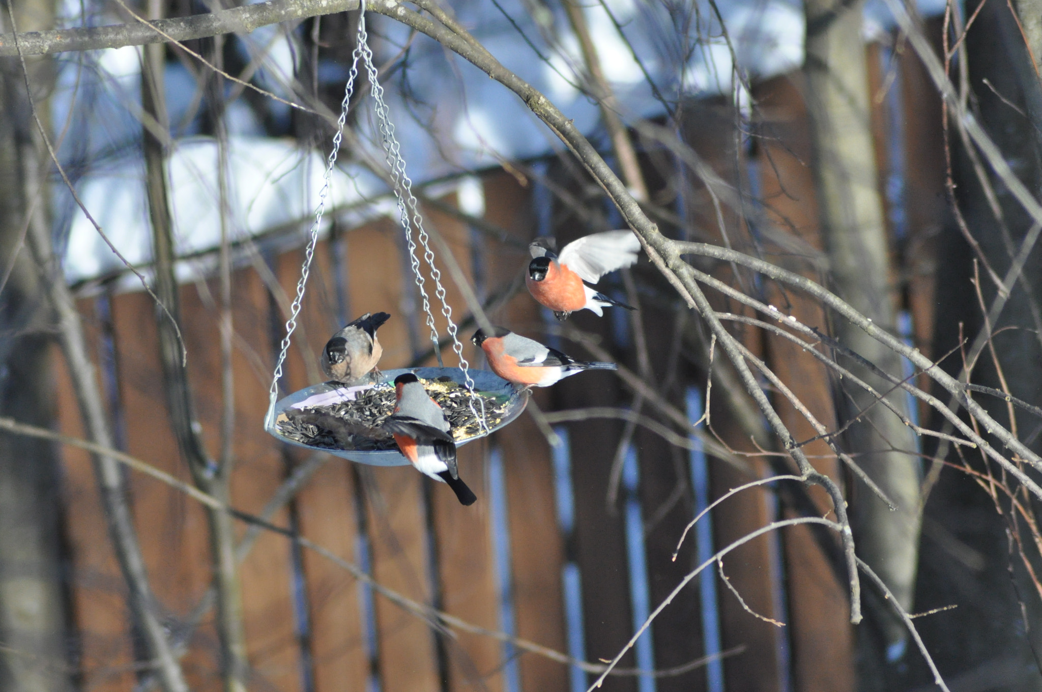 Nikon D90 + Nikon AF Nikkor 70-300mm F4-5.6G sample photo. Bullfinches photography