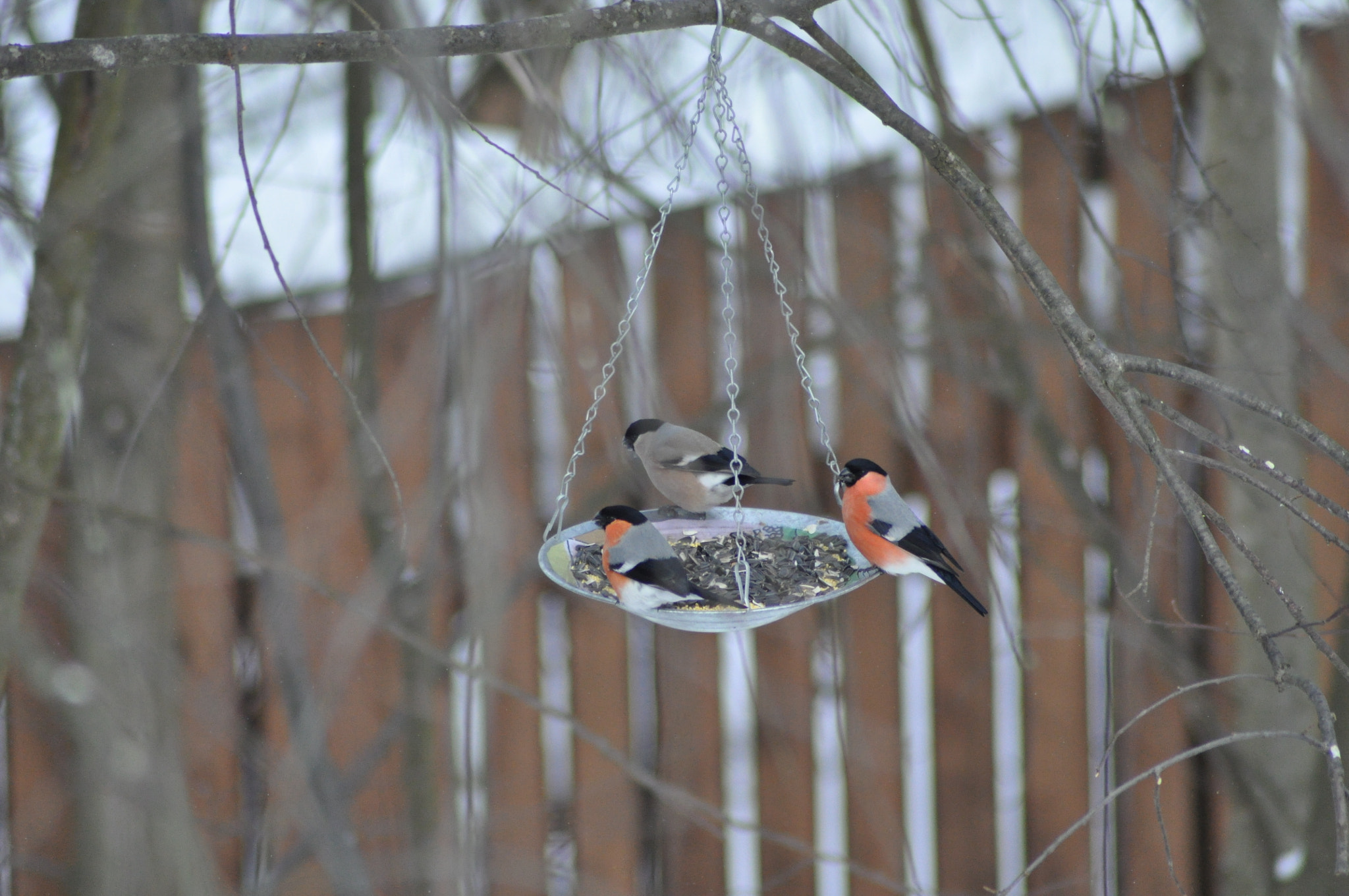 Nikon D90 + Nikon AF Nikkor 70-300mm F4-5.6G sample photo. Bullfinches photography