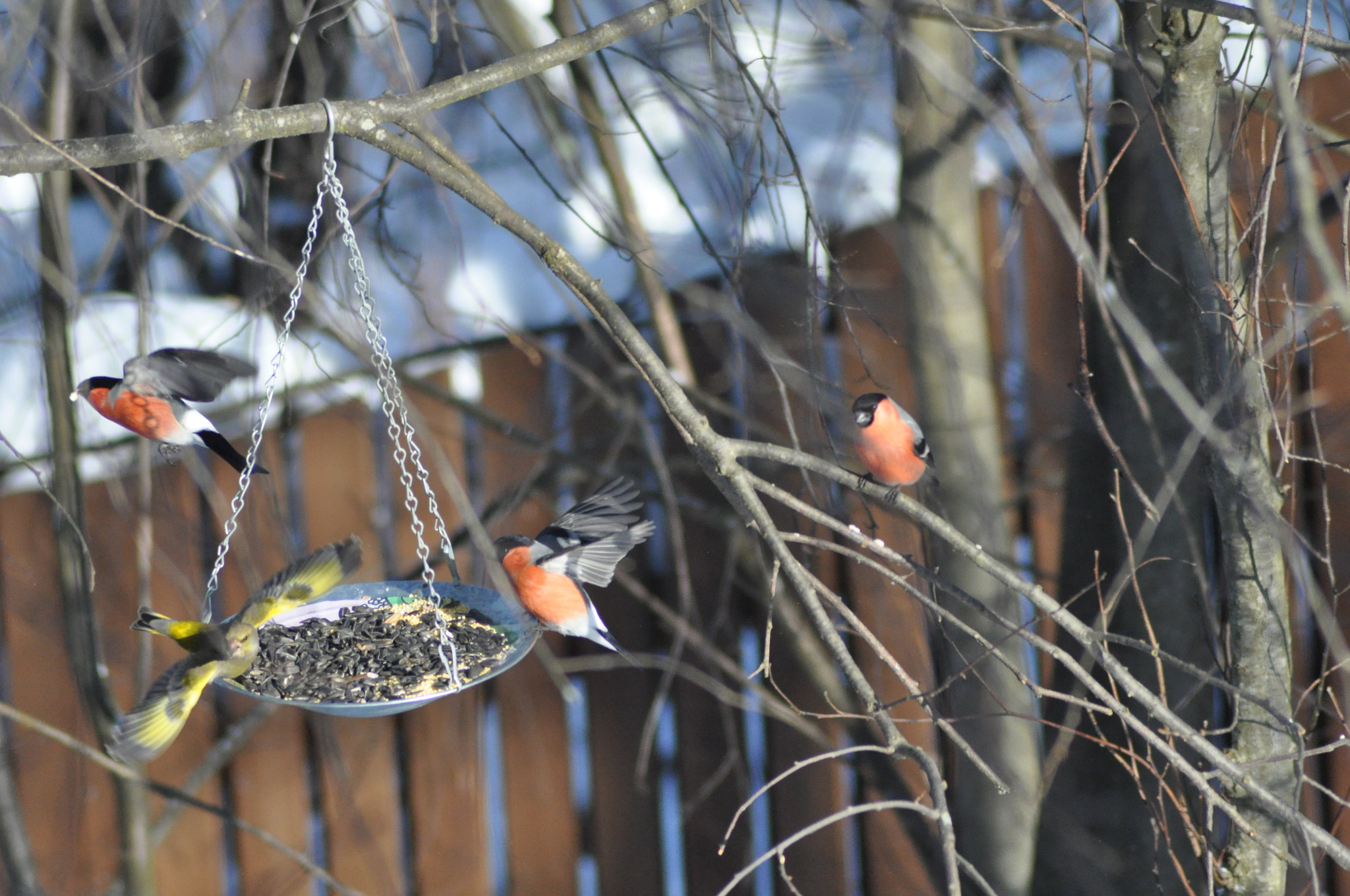 Nikon AF Nikkor 70-300mm F4-5.6G sample photo. Bullfinches photography