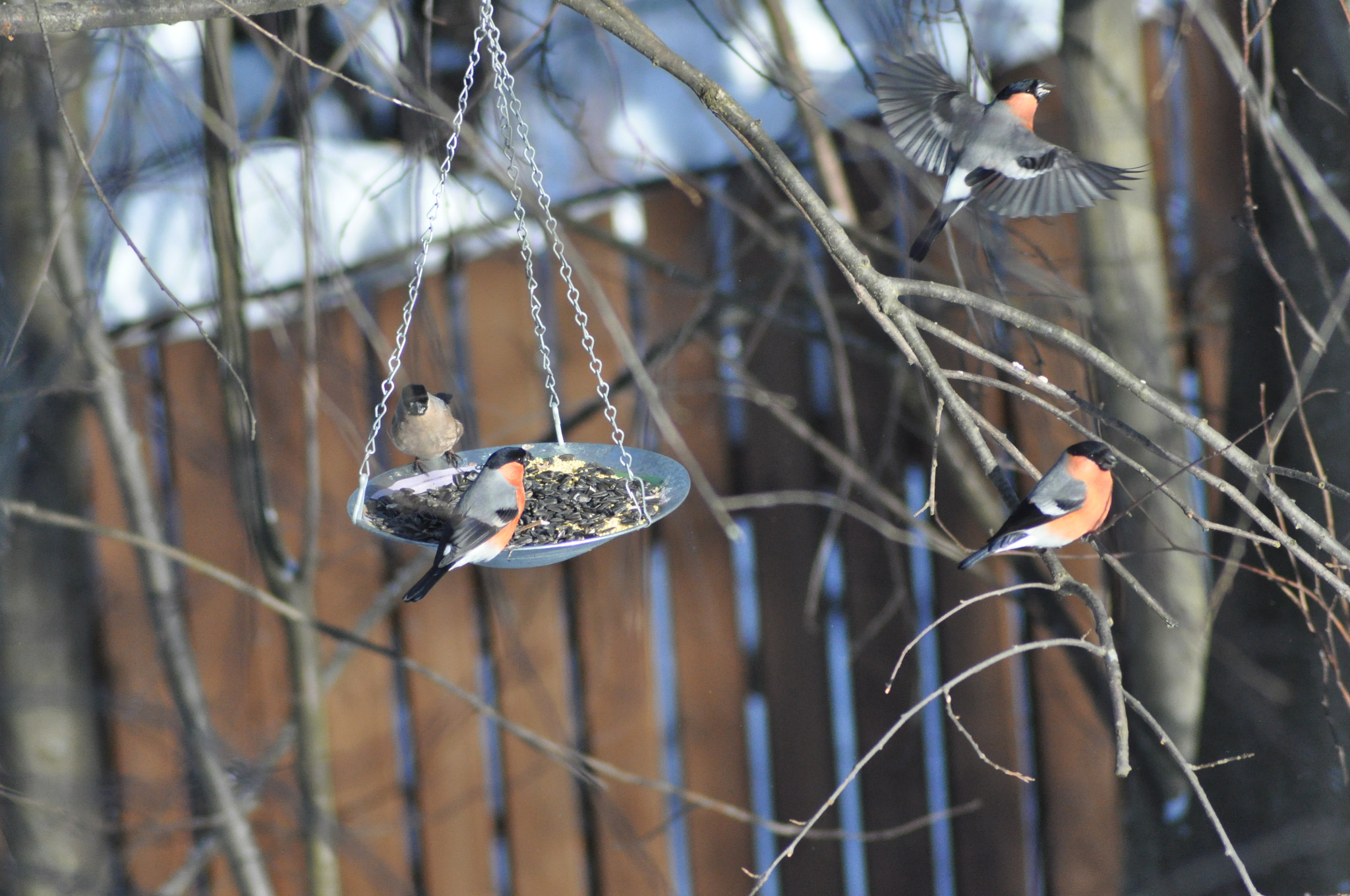 Nikon D90 + Nikon AF Nikkor 70-300mm F4-5.6G sample photo. Bullfinches photography