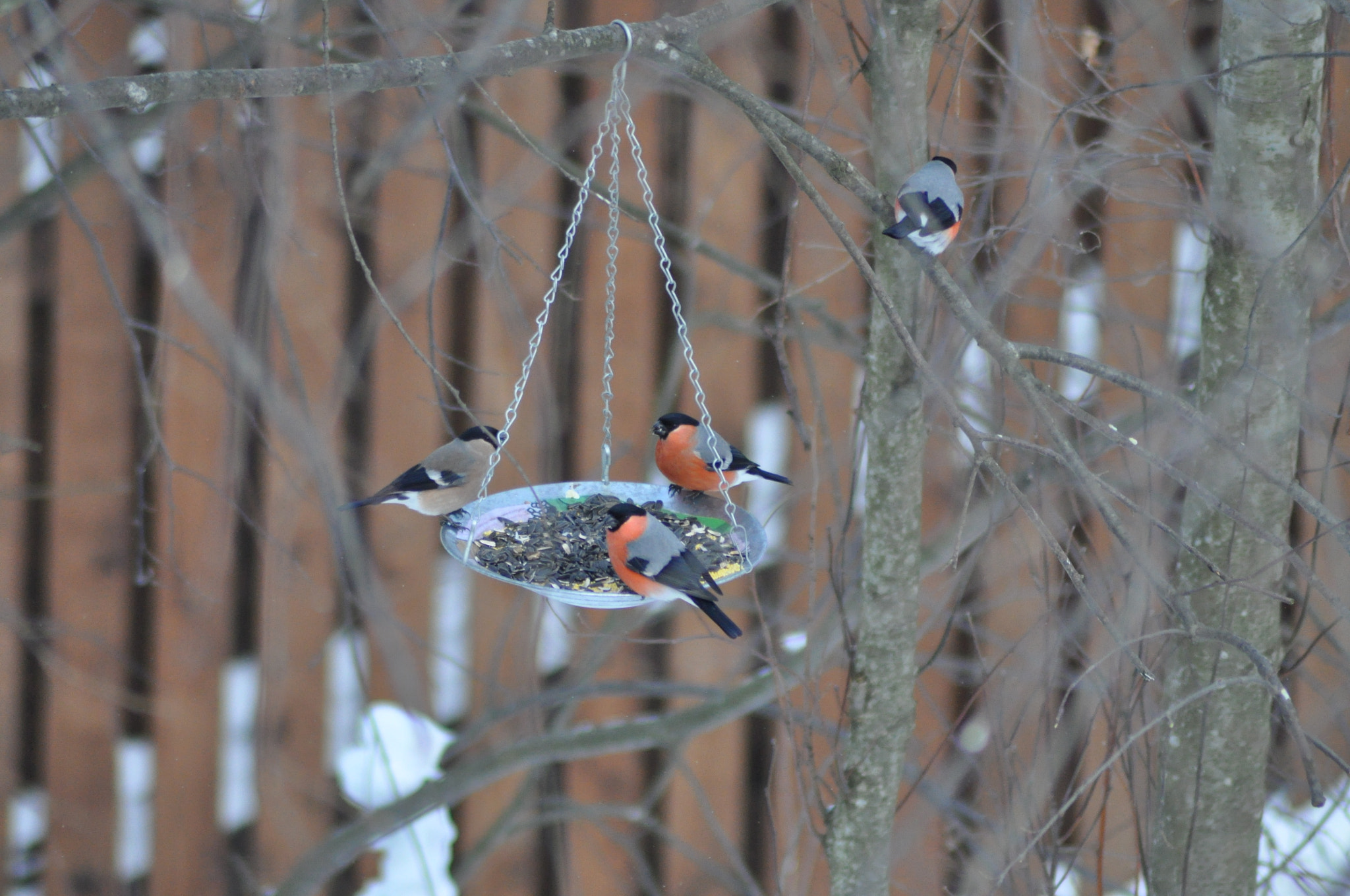 Nikon D90 + Nikon AF Nikkor 70-300mm F4-5.6G sample photo. Bullfinches photography