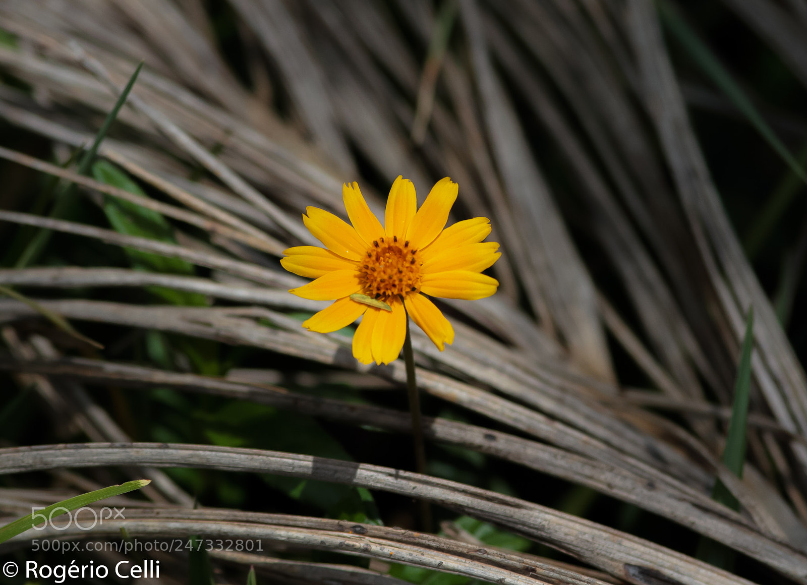 Canon EOS 7D sample photo. Nature vibes photography