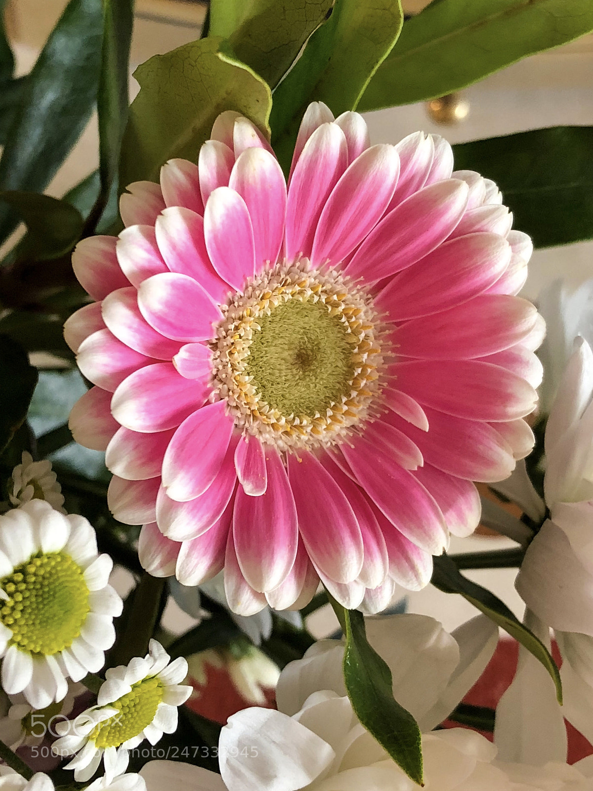 Apple iPhone 8 Plus sample photo. Pink and white gerbera photography