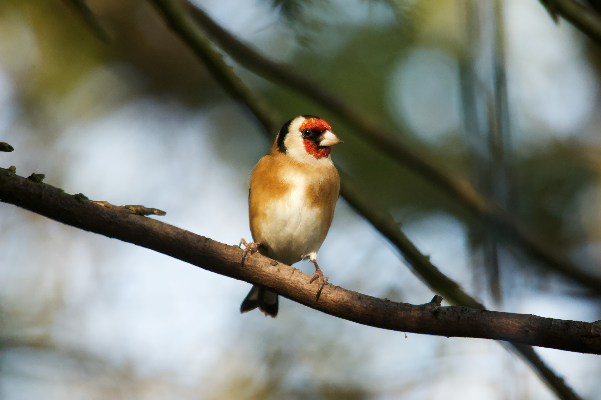 Sigma 150-500mm F5-6.3 DG OS HSM sample photo. Goldfinch photography