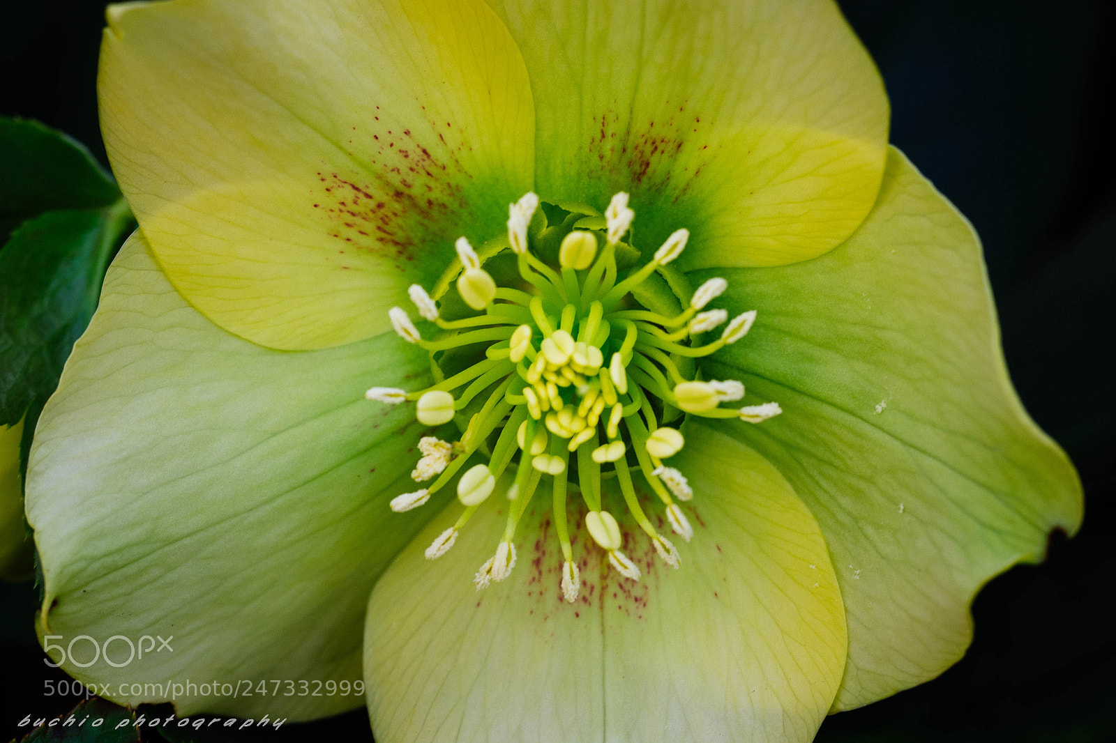 Olympus OM-D E-M1 sample photo. Helleborus photography