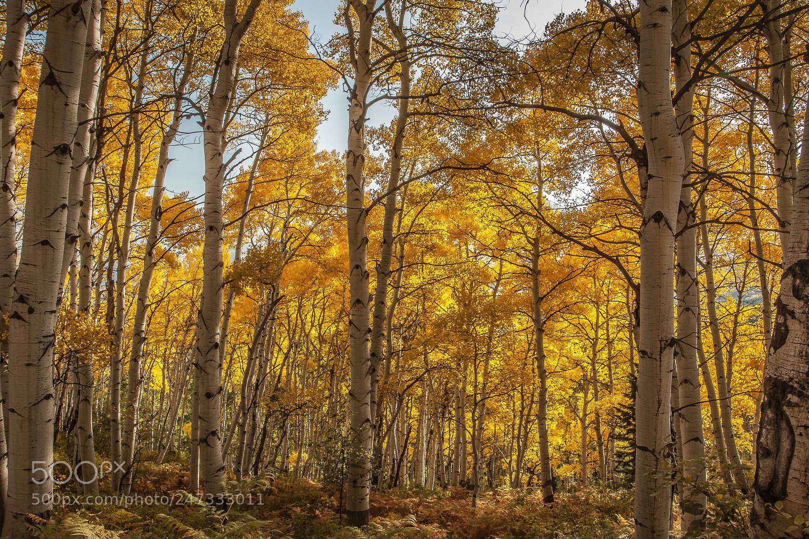 Canon EOS 50D sample photo. Colorado fall colors photography