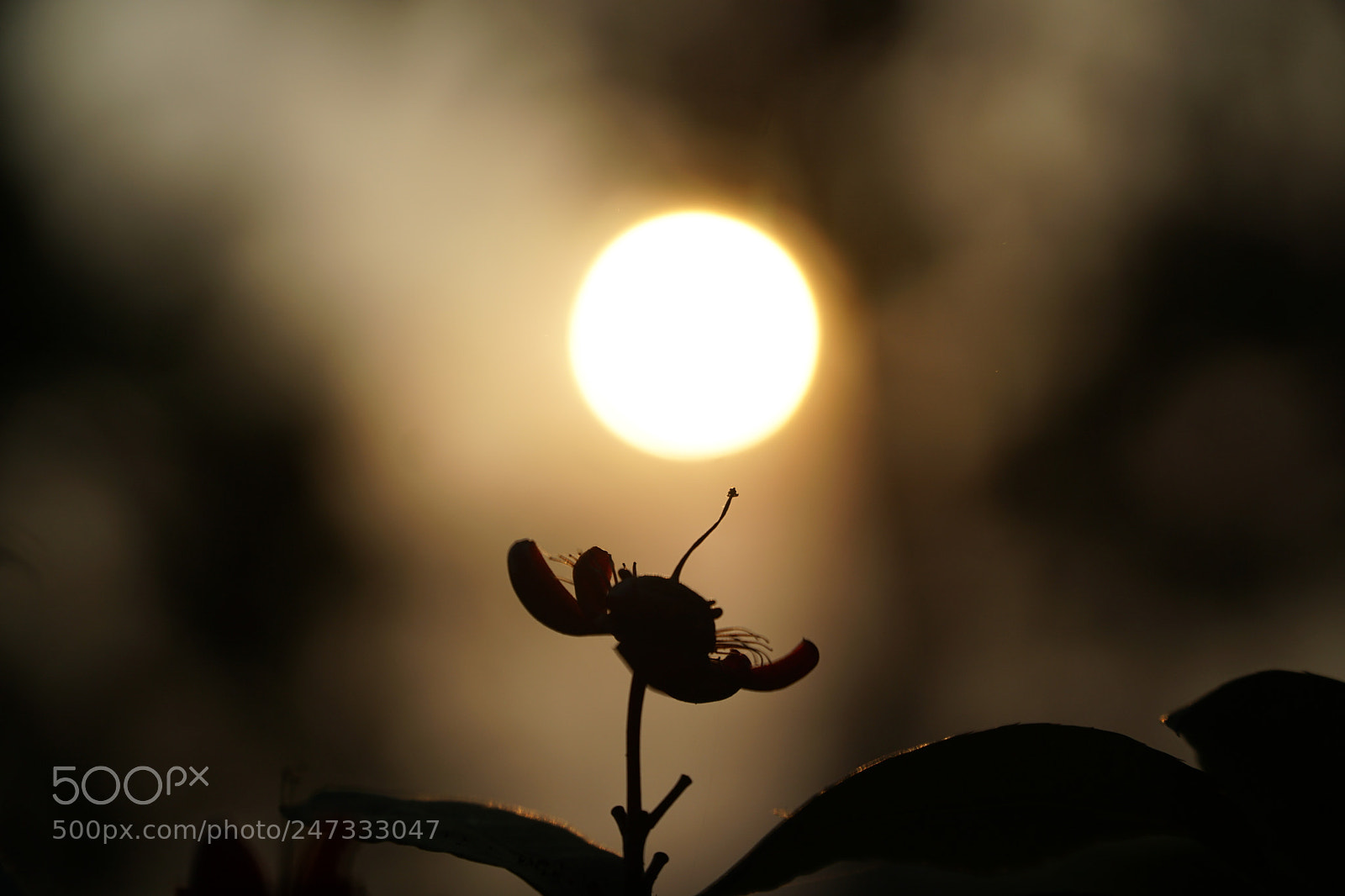 Sony a5100 sample photo. Sunset photography