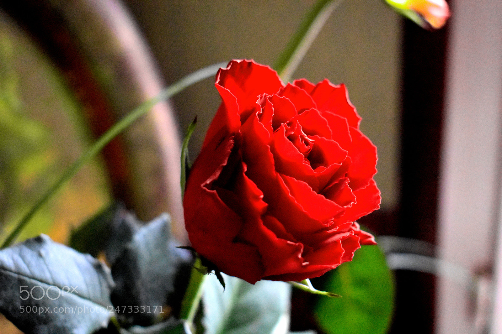 Nikon D3400 sample photo. La rose photography