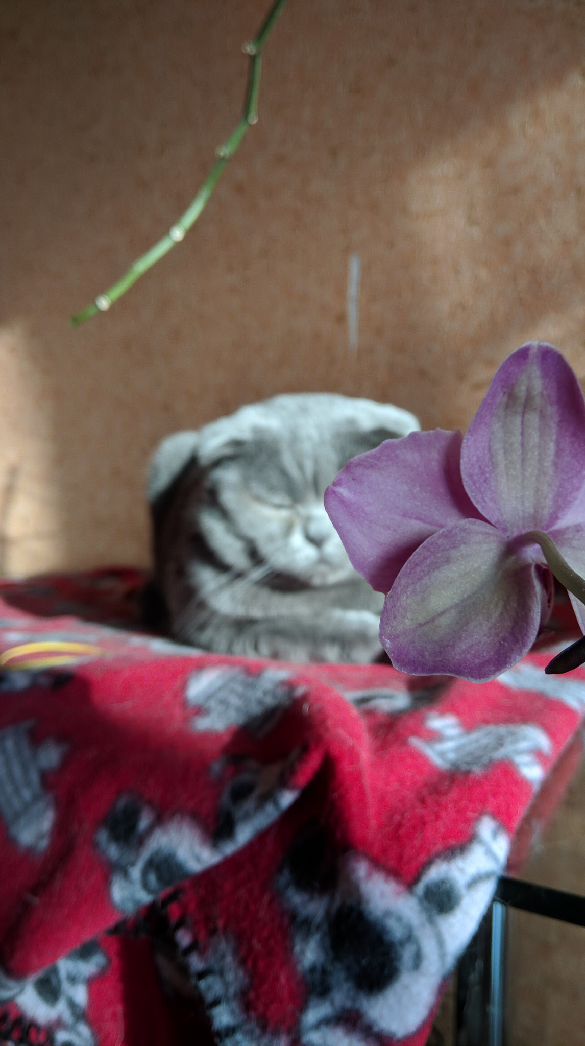 Xiaomi Redmi Note 3 sample photo. Cat with flower photography