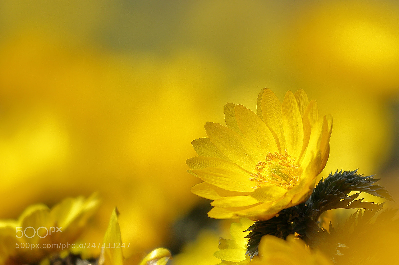 Canon EOS 7D Mark II sample photo. Yellow blossom in early photography