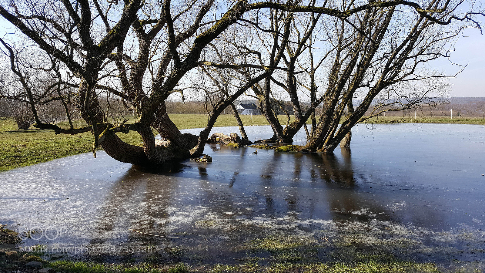 Samsung Galaxy S6 sample photo. Arbres fig s dans photography