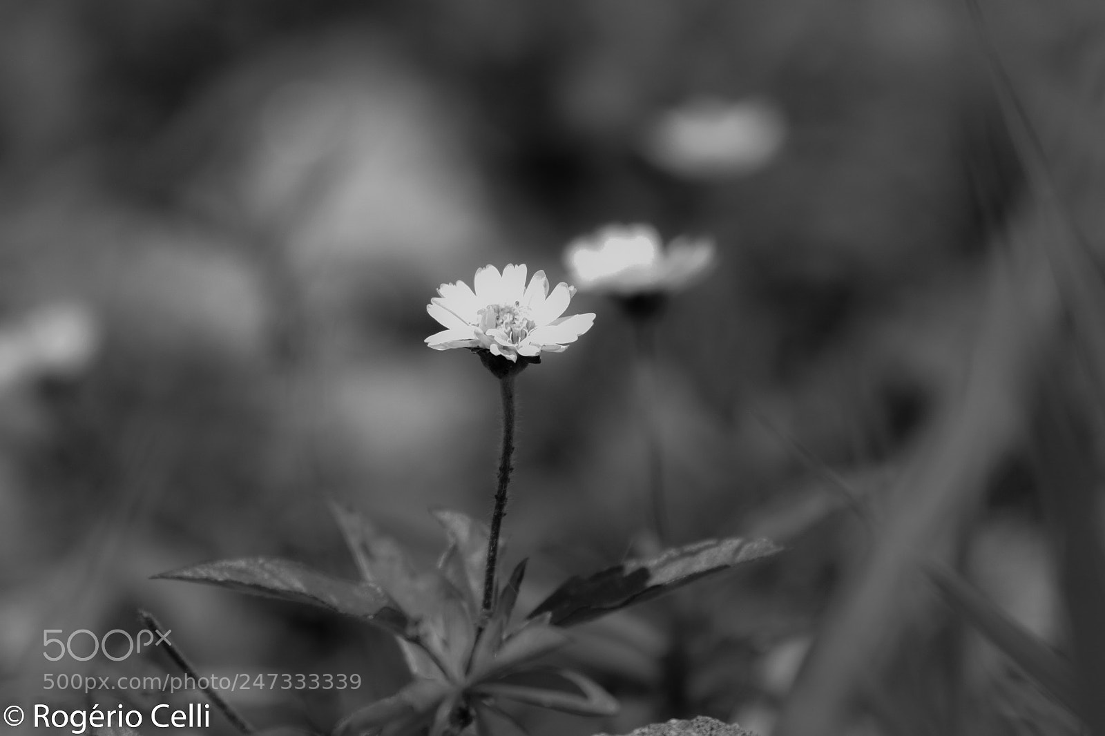 Canon EOS 7D sample photo. Nature vibes photography