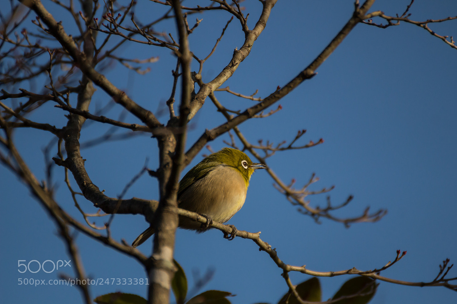 Canon EOS 700D (EOS Rebel T5i / EOS Kiss X7i) sample photo. Japanese white-eye photography