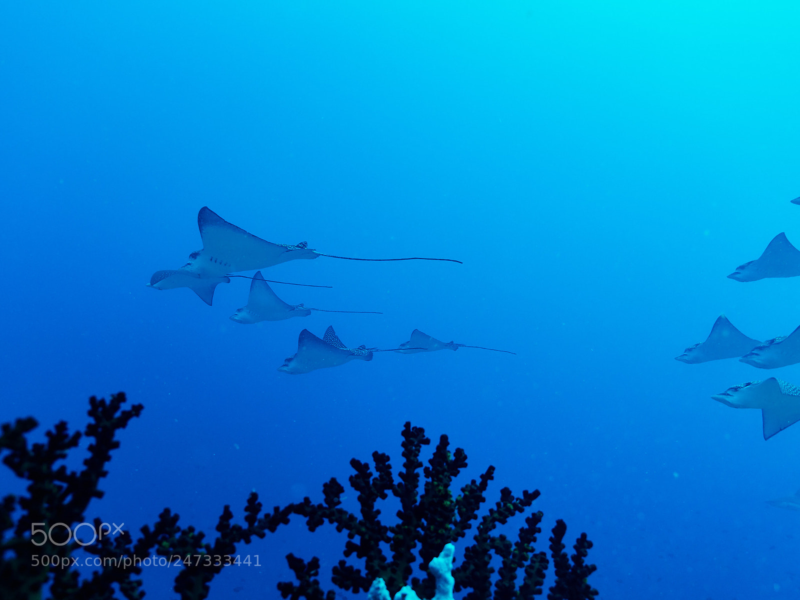 Olympus OM-D E-M1 sample photo. Formation photography